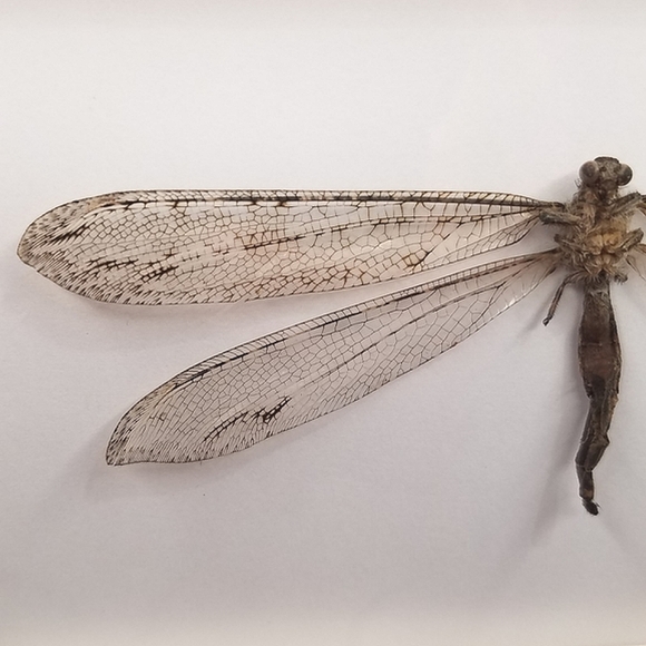 Framed Specimen- Antlion Adult - Picture 5 of 8